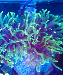 Wysiwyg Huge Torch Coral Colony (C30)