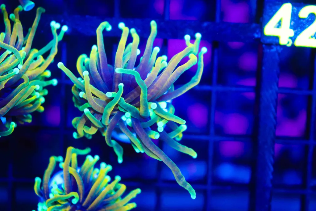 Frag Box Corals