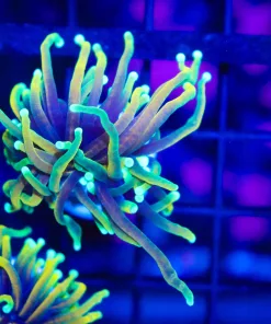 Small Dragon Soul Torch Frag (C31)