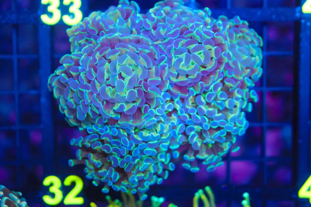 Frag Box Corals