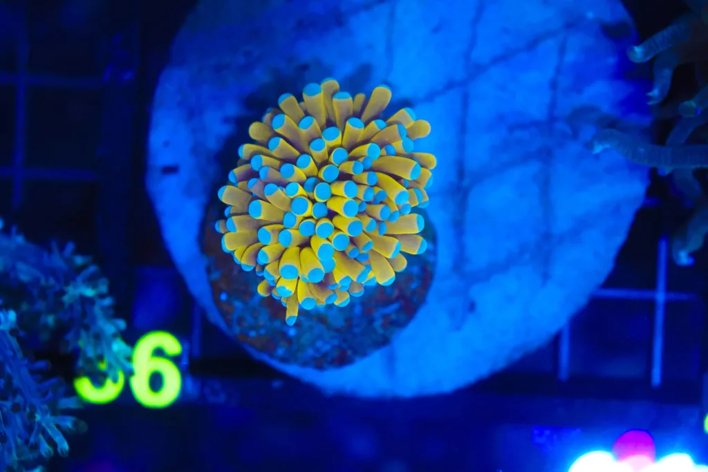 Frag Box Corals