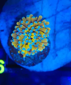 Wysiwyg Torch Coral (1 Head) (C36)