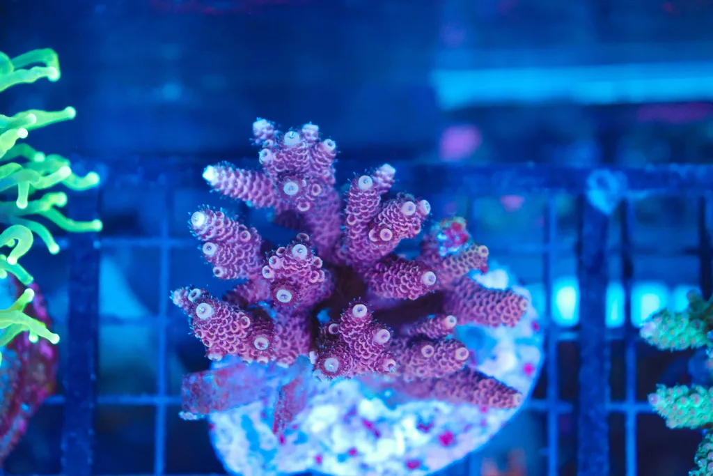 Frag Box Corals