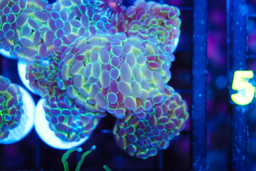 Frag Box Corals