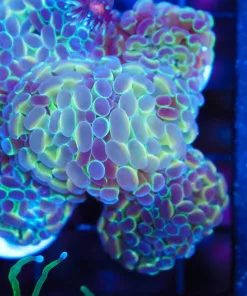 Phantom Hammer Coral Frag (C44)