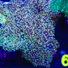 Golden Ocospawn Coral (C51)