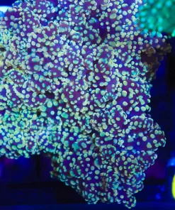 Golden Ocospawn Coral (C51)