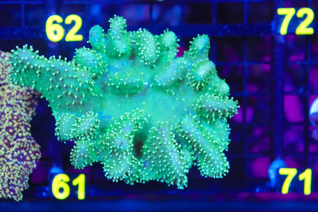 Frag Box Corals