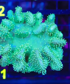 Wysiwyg Large Leather COral Colony (C61)