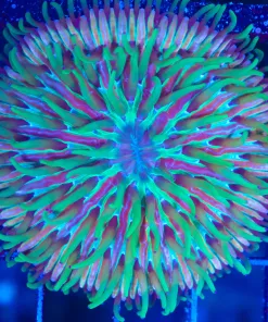 Wysiwyg Plate Coral (C67)