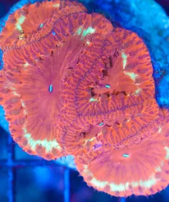 Wysiwyg Crazy Blastomussa Coral (C77)