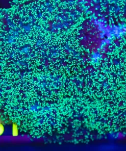 Hairy Mushroom Coral Frag (one leaf) (C81)