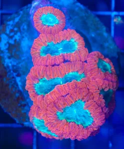 Wysiwyg BLastomussa Colony (C85)