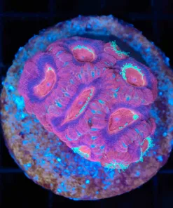 Wysiwyg Acan Coral  (C89)