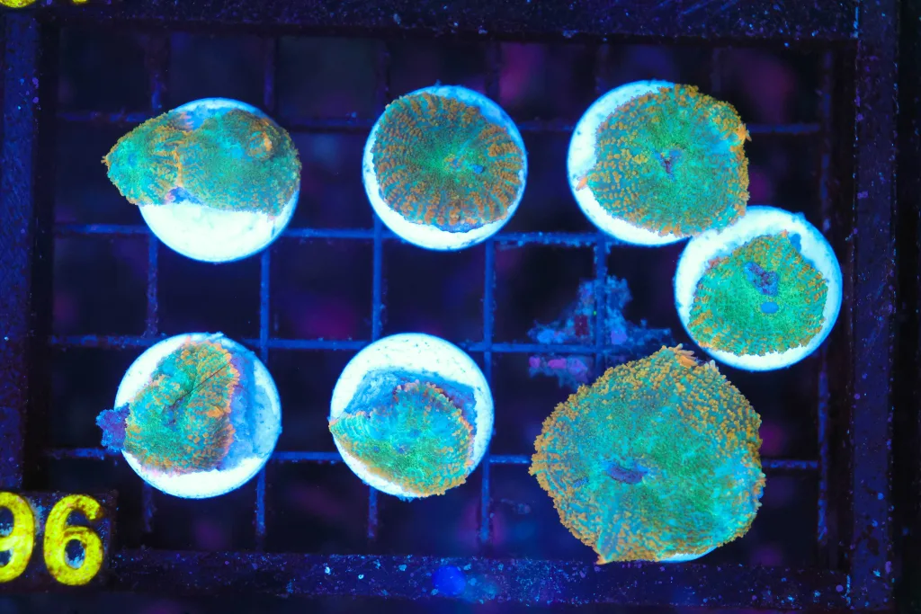 Frag Box Corals