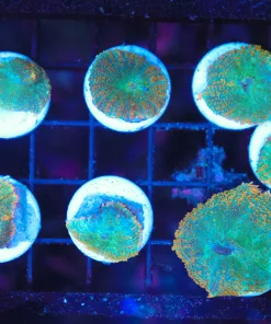 Rhodactis Mushroom Frag (C96)