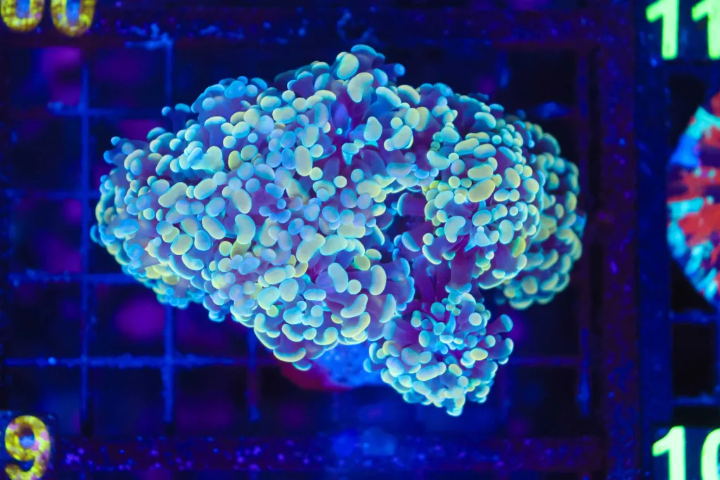 Frag Box Corals