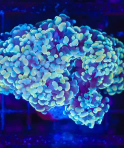 WYSIWYG Hammer Coral Colony (C99)