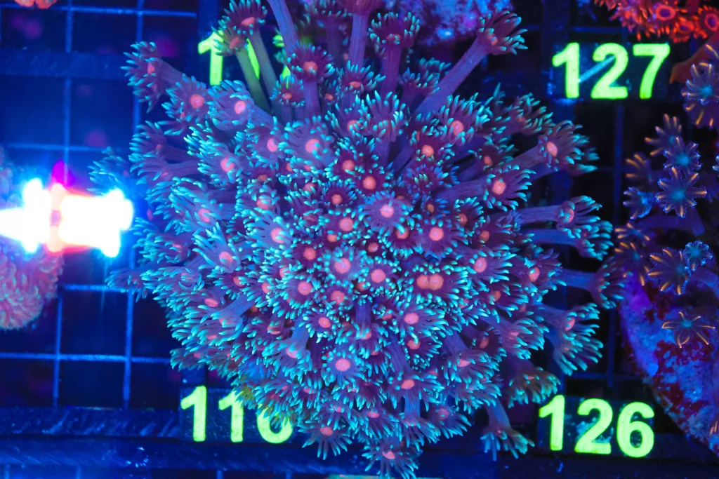 Frag Box Corals
