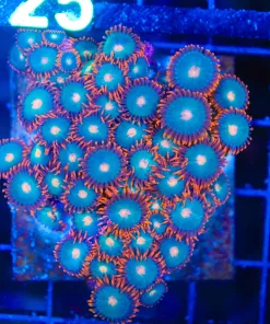 Wysiwyg Gatorade Zoanthid Mini Colony (C124)