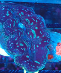 Wysiwyg XL Clam  (C150)
