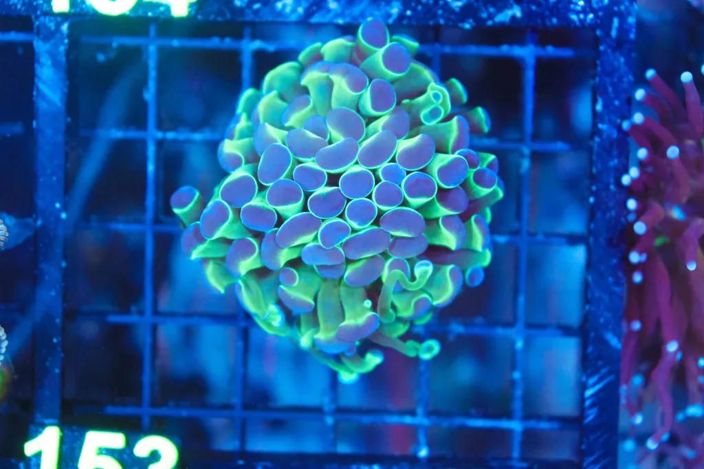 Frag Box Corals
