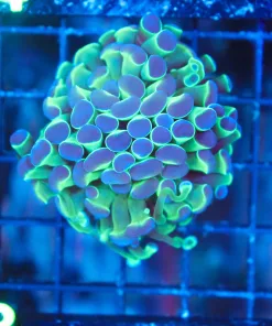 Wysiwyg Hammer Coral (C153) *Free shipping min $199 livestock spend*