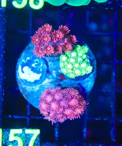 Wysiwyg 3x Flowerpot Coral Colony (C157)