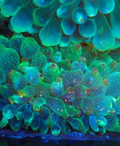 Wysiwyg Green Speckled Bubble Tip Anemone (~4'' Across when open)