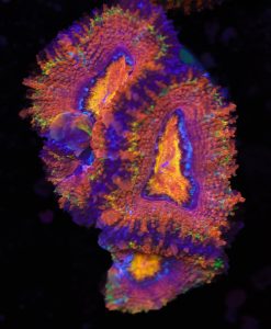 Orange Skittle Skirt Acan Frag (Row #54)  (1-2 Heads / Frag)