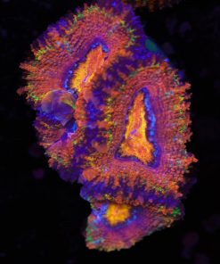 Orange Skittle Skirt Acan Frag (Row #54)  (1-2 Heads / Frag)