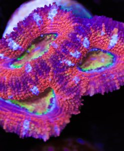 Starburst Acan Frag (Row #53)