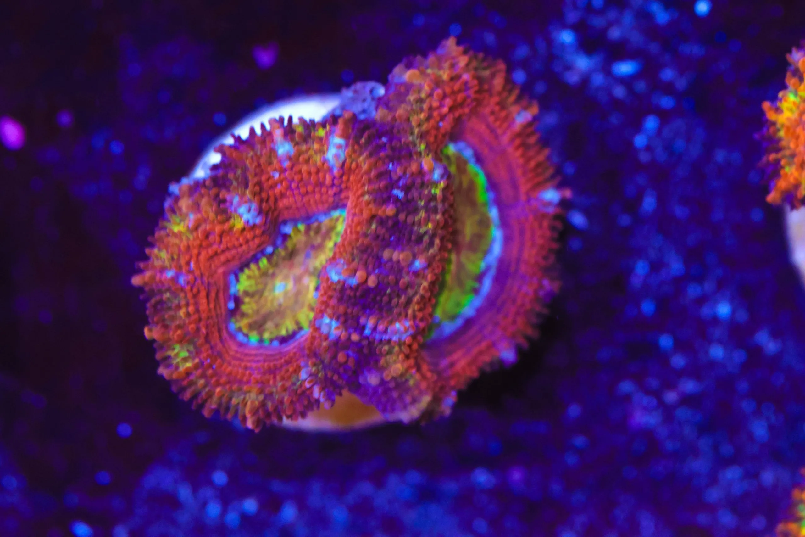Frag Box Corals