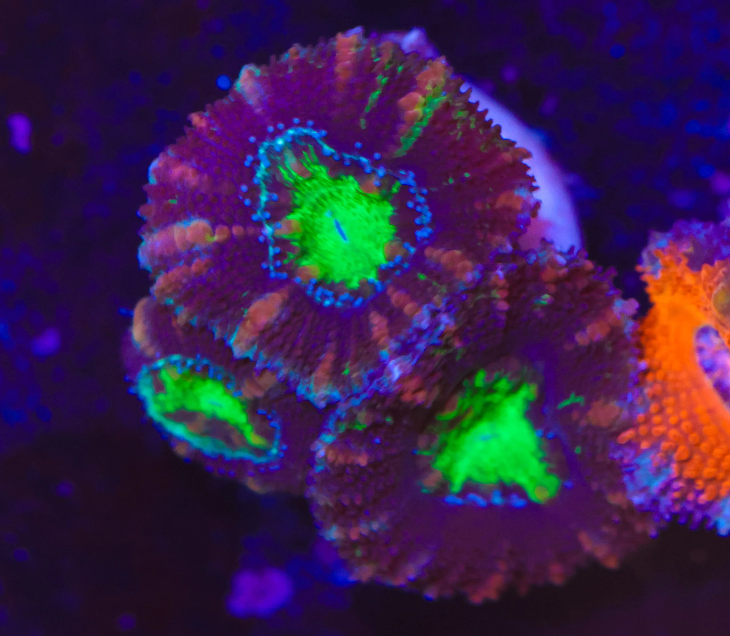 Frag Box Corals