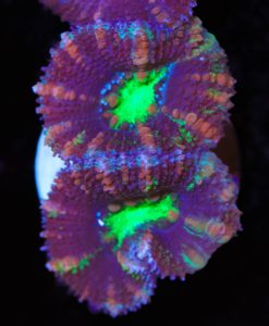 Nuclear Mouth Purple Acan Frag (Row #57)