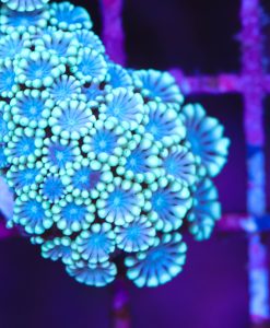 Snowhite Alveopora Coral Frag (Row #70)