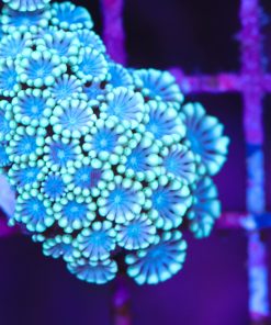 Snowhite Alveopora Coral Frag (Row #70)