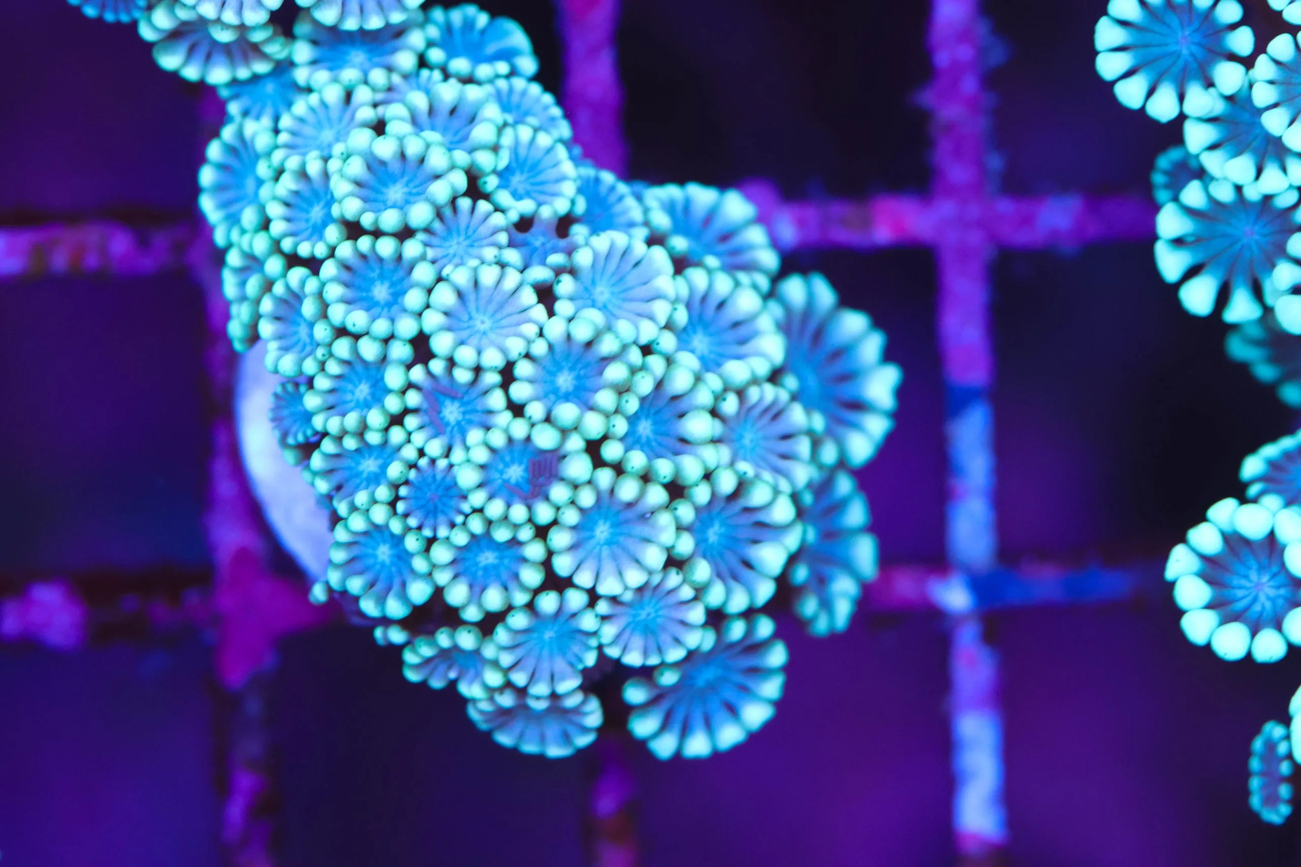 Frag Box Corals