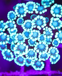 Sky Blue Alveopora Frag (Row #69)