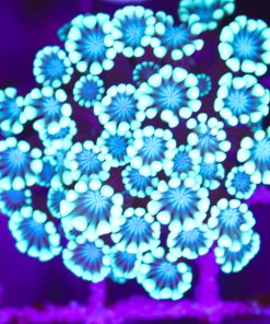 Sky Blue Alveopora Frag (Row #69)