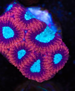 Red Moon Favia Frag (Row #21)