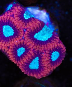 Red Moon Favia Frag (Row #21)