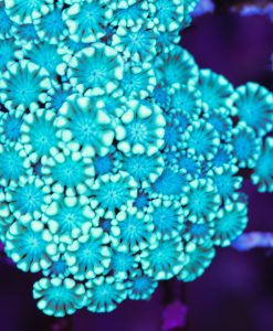 Australian Alveopora Coral Frag  (Row #73:B)