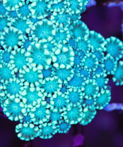 Australian Alveopora Coral Frag  (Row #73:B)
