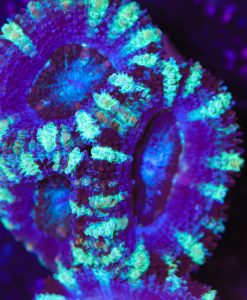 Convict Acan Frag  (Row #61)