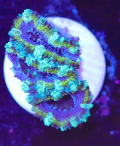Yellow Purple Acan Frag (Row #55:B)