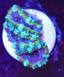 Yellow Purple Acan Frag (Row #55:B)