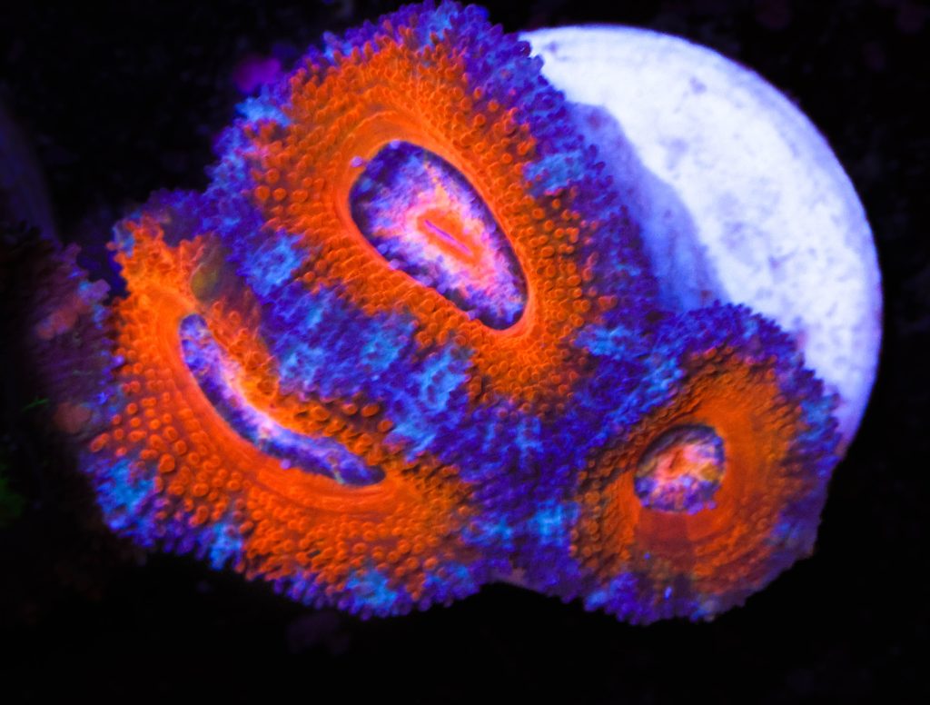 Frag Box Corals
