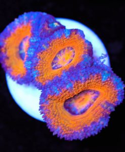 Rocketman Acan Frag (Row #58)