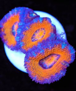 Rocketman Acan Frag (Row #58)